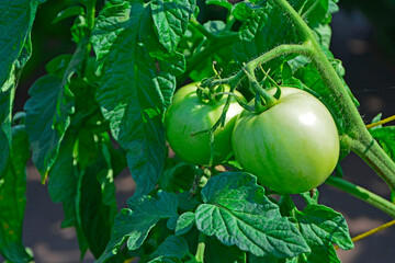 zielony pomidor na gałązce, (Solanum lycopersicum), green tomato, green tomato hangs on a branch. tomato is not ripe.  - obrazy, fototapety, plakaty