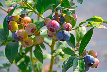 borówki amerykańskie owoce na krzaku, Borówka wysoka, niebieska jagoda, dojrzewajace borówki (Vaccinium corymbosum), blueberries fruits on the bush, highbush blueberry, ripening blueberries - obrazy, fototapety, plakaty