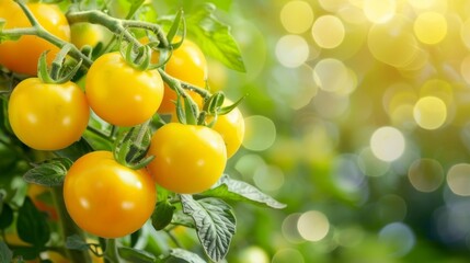 Organic agriculture concept  yellow tomatoes growing on bush in greenhouse with copy space for text