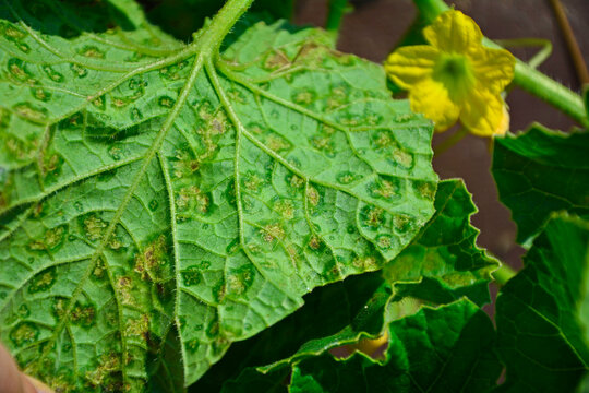 Bakteryjna kanciasta plamistość og&oacute;rka, Pseudomonas syringae, cucumber diseased, dangerous disease on cucumber leaves - Pseudomonas, Cucumber leaves infected by Pseudomonas syringae in the garden