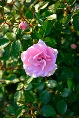 różowa róża w ogrodzie, pink rose in the garden
