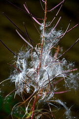  Wierzbówka kiprzyca, wierzbownica, Epilobium angustifolium or Chamerion angustifolium, puszyste nasiona, seeds of willowherb, Fireweed seeds, White Fluffy Epilobium angustifolium seeds © kateej
