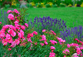 róża i lawenda, lawenda wąskolistna - lavender, (lavandula angustifolia, Rosa), różowe róże...