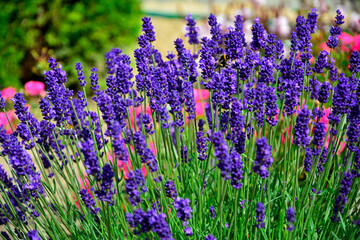 lawenda wąskolistna w ogrodzie, lavender, Lavandula angustifolia	