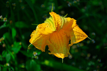 żółty kwiat cukinii, kwitnąca cukinia, zucchini flower, Courgette flower in garden, yellow...