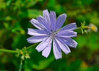 kwiat cykorii podróznik, liliowy kwiat cykorii podróżnik, (Cichorium intybus ), Common Chicory Blossom, 
