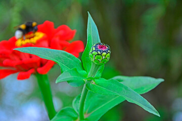 pączek kwiatowy cynii, czerwony kwiat cynii, Zinnia elegans, 	zinnia flower bud, closeup of zinnia bud, zinnia bud, trzmiel na cynii, bumblebee on zinnia
 - obrazy, fototapety, plakaty