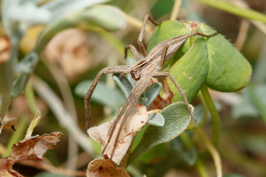 Nursery web spider, Pisaura mirabilis, walking on a green plant on sunny day