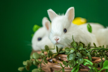 Cute white rabbits are sitting in a wicker basket. The decor is decorated with flowers and lemons. A place for the text.