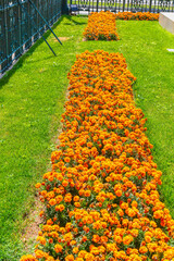 Marigolds flower bed of beautiful bright orange flowers and green grass - obrazy, fototapety, plakaty
