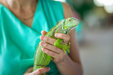 A green iguana in close-up, an animal in close-up in the hands of a man.