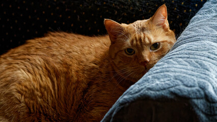 Beloved, beautiful, no longer young, my cat. © J.M.C. Foto