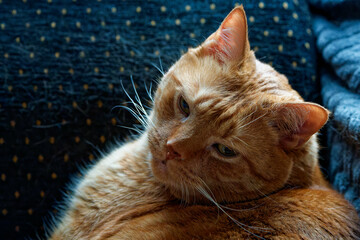 Beloved, beautiful, no longer young, my cat. © J.M.C. Foto