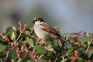 Obraz premium oiseaux