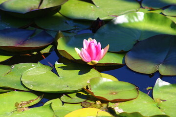 Colorful lotus flower above the lake. Nelumbo is a genus of aquatic plants with large, showy flowers.