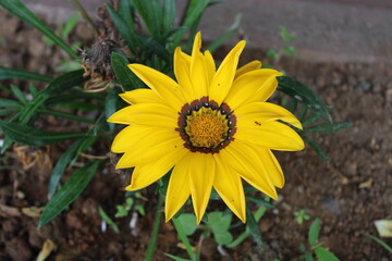 Gazania rigens sometimes called treasure flower, is a species of flowering plant in the family Asteraceae, native to coastal areas of southern Africa.