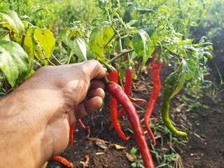 farm worker collecting harvested raw pepper from plant