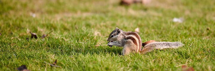 Charming little chipmunk sitting on green grass lawn and eats nuts, fluffy tailed tiny park dweller...