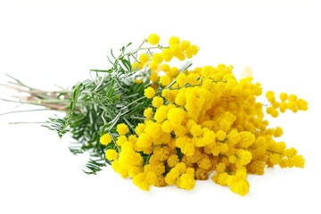 Bouquet of fresh spring yellow flower mimosa isolated on white background, as a gift for Mom's day or Valentine's day. Floral symbol of spring, heat and sun. Generative AI