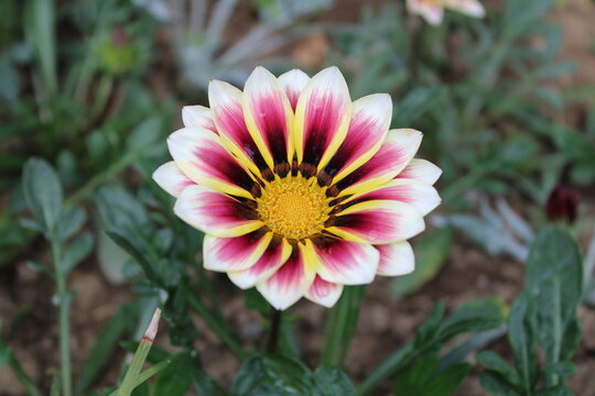 Gazania rigens, sometimes called treasure flower, is a species of flowering plant in the family Asteraceae.
