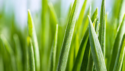 Obraz premium Green blades of grass close-up