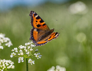 Fototapeta na wymiar Small tortoiseshell butterfly (Aglais urticae) sequence of flight to flowers in hay meadow Wensum Valley, Norfolk, UK