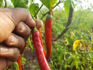 gardener collecting harvested red pepper