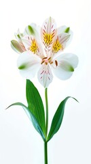 White Alstroemeria flower.  Easter or Woman's day greeting card. Isolated on white background. Full Depth of field. Focus stacking, Generative AI