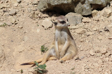 Suricata suricatta, a small, diurnal, gregarious shrew