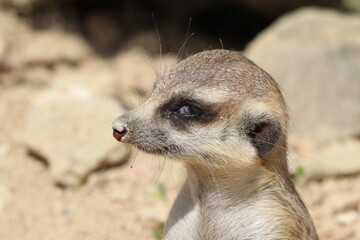 Suricata suricatta, a small, diurnal, gregarious shrew