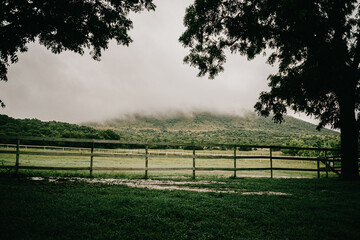Misty green mountain with a tree on either side and a wooden fence in the centre