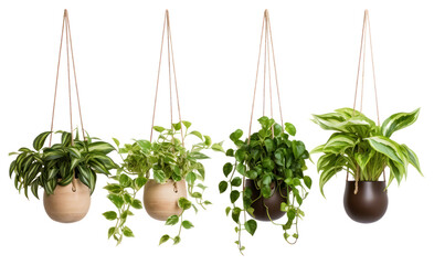 Collection of ornamental plants in white pots, isolated on a transparent background. PNG, cutout, or clipping path.