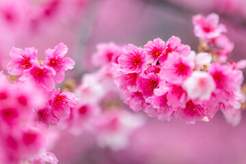Pink spring cherry blossom over the tree