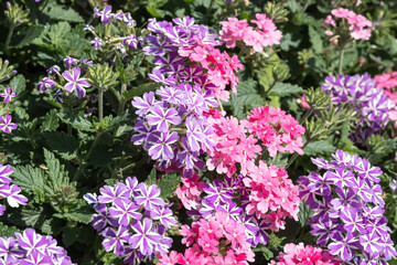 Beautiful Verbena Hybrida flowers in the park.