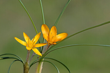 Crocus graveolens, growing in stony fields, scrub, and pine forests, and flowering in February and...