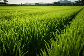 Fotobehang Vibrant green rice paddy fields with a pathway leading towards the mountains under a clear blue sky. © pkproject