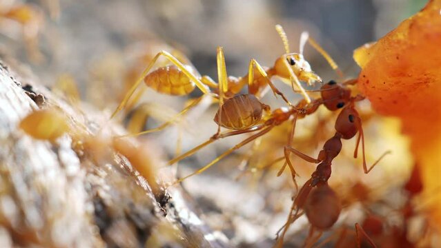Swarm of red ants eating meat on trees