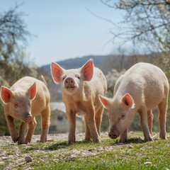 Three little pigs grazing on green grass