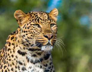 Fototapeta premium Close-up portrait of a Javan Leopard