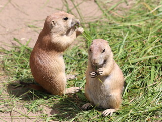 Cynomys ludovicianus, a diurnal rodent, eats grass in the zoo