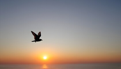 Fototapeta na wymiar seagull fly againts sunset background