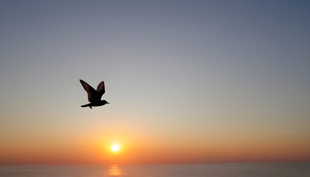 seagull fly againts sunset background