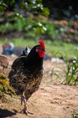 Striking Jersey Giant Rooster Gracing the Farmyard with its Magnificence