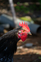 ersey Giant Cock Roaming the Outdoor Pastures of the Farm