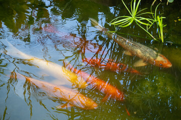 Koi carp fish in a ornamental lake.