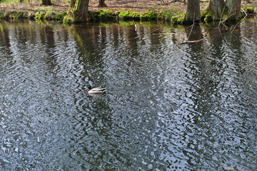 Duck swims along a forest river in spring