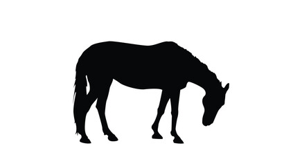 Grazing Horse Silhouette Isolated on White. Nature and domestic animals concept vector