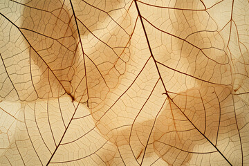Close up of fiber structure of dry leaves texture background