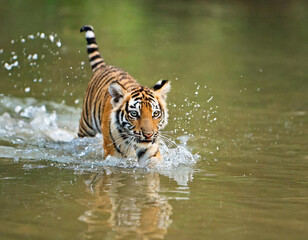 Bengal tiger (Panthera tigris) juvenile age 10 month old cub running through water. Ranthambhore, India.