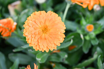 Beautiful pot marigold flower.